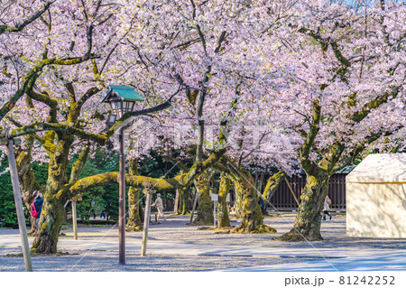 日本の春 靖国神社と桜の風景 日本の春 靖国神社と桜の風景 81242252