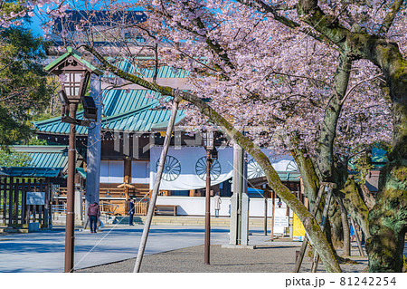 日本の春 靖国神社と桜の風景 81242254