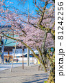 日本の春 靖国神社と桜の風景 81242256