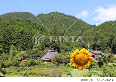 1輪のひまわりとぼんやり見える民家と山と白い雲と青空のある風景 1輪のひまわりとぼんやり見える民家と山と白い雲と青空のある風景 81242623