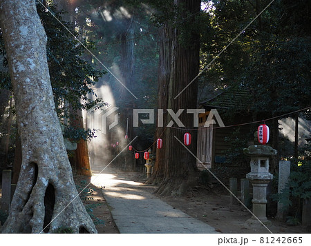 参道に差し込む光芒 参道に差し込む光芒 81242665