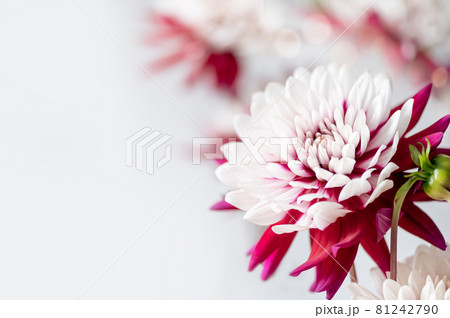 Bunch of red and white dahlias Bunch of red and white dahlias 81242790