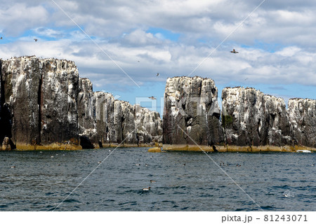 Guillemots sanctuary in Farne Islands - United Kingdom Guillemots sanctuary in Farne Islands - United Kingdom 81243071
