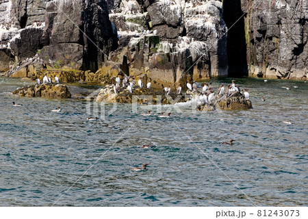 Guillemots sanctuary in Farne Islands - United Kingdom Guillemots sanctuary in Farne Islands - United Kingdom 81243073
