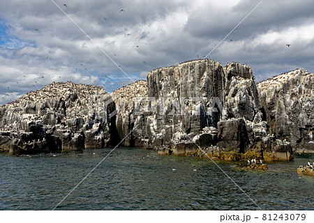 Guillemots sanctuary in Farne Islands - United Kingdom Guillemots sanctuary in Farne Islands - United Kingdom 81243079