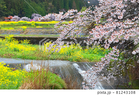 春の里山風景 桜満開 山口県-1の写真素材 [81243108] - PIXTA