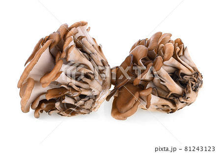 maitake mushrooms on white background maitake mushrooms on white background 81243123