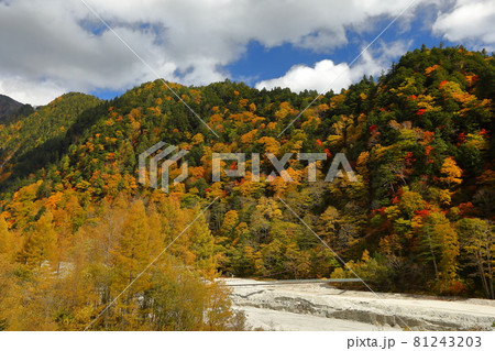 長野県大町市平高瀬入 高瀬ダム調整湖そばの不動沢の紅葉 長野県大町市平高瀬入 高瀬ダム調整湖そばの不動沢の紅葉 81243203