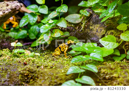 ポツンとカエル ポツンとカエル 81243330