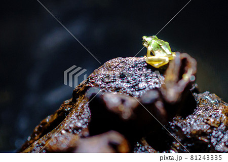 蛙のせかい 81243335