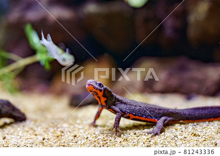 水中トカゲ 81243336