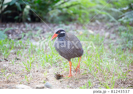 沖縄県の天然記念物飛べない鳥でもあるヤンバルクイナの写真素材