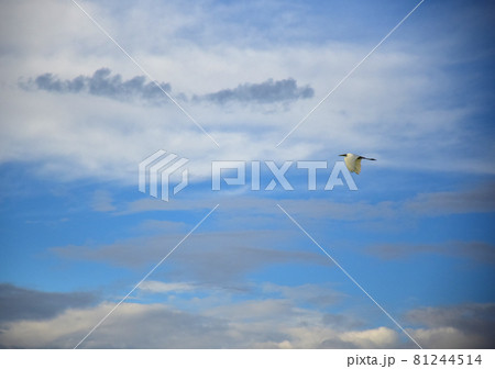 早朝の空を飛ぶ白鷺 雲間の白鷺の飛翔 早朝の空を飛ぶ白鷺 雲間の白鷺の飛翔 81244514