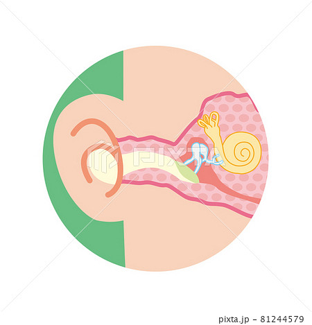 耳の内部の断面イラスト 耳の内部の断面イラスト 81244579