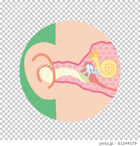 耳の内部の断面イラスト 耳の内部の断面イラスト 81244579