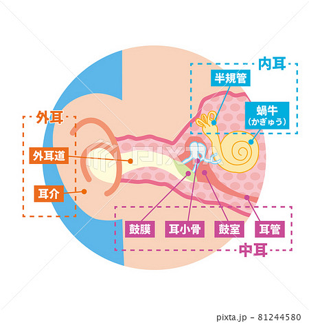 耳の内部の断面イラスト 81244580