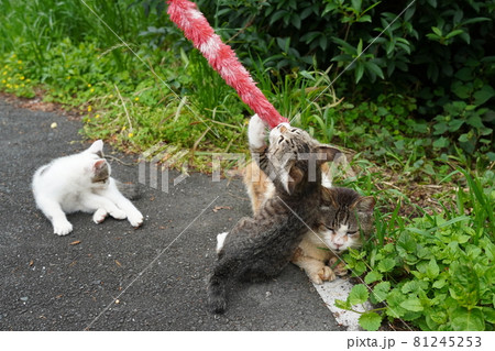 遊んで食べて寝る野良猫の可愛い仔猫の日常生活 81245253