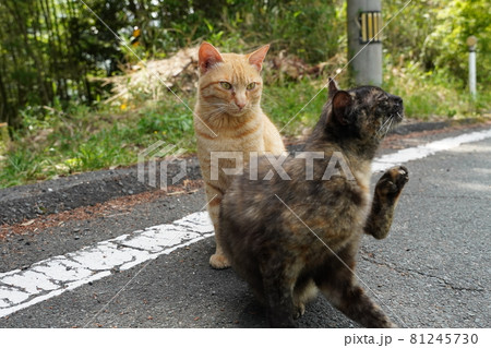 大きくなっても兄弟仲良く住んでる錆柄メスの目の上のダニ 81245730