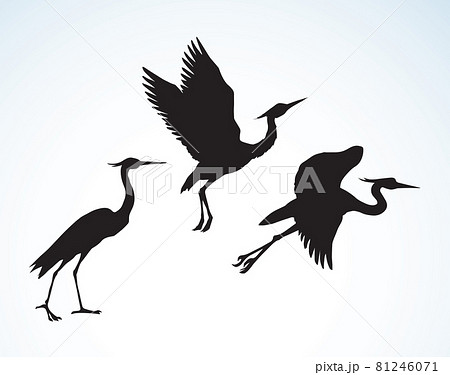 Stork. Vector drawing 81246071