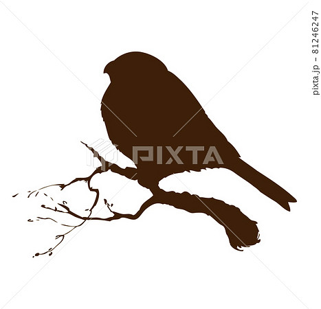 Bird. Vector drawing 81246247