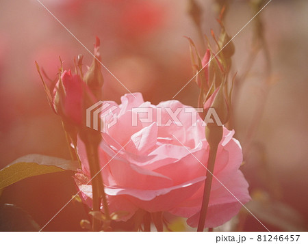 荒川遊園地の薔薇 81246457