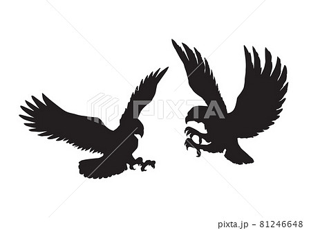Eagle. Vector drawing 81246648
