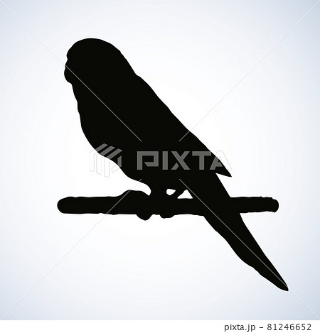 Budgerigar. Vector drawing 81246652