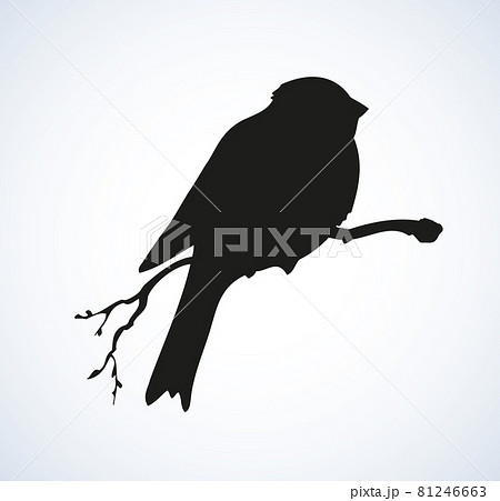 Vector drawing. Tit 81246663