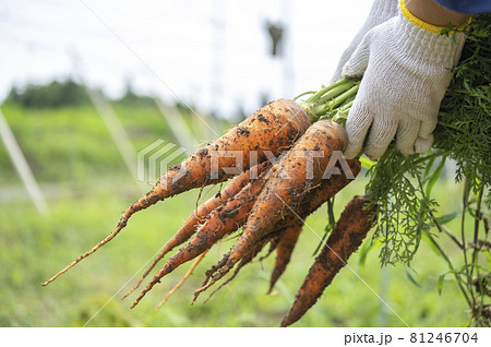 掘りたての人参 81246704