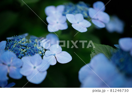 三景園のアジサイの花 広島県三原市の写真素材