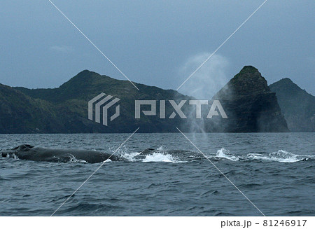 慶良間諸島のザトウクジラ 慶良間諸島のザトウクジラ 81246917