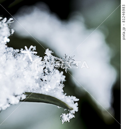 植物にのった雪の結晶 植物にのった雪の結晶 81246983