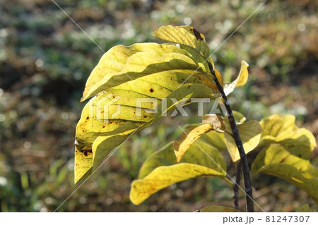 紅葉しかけた葉っぱ 81247307