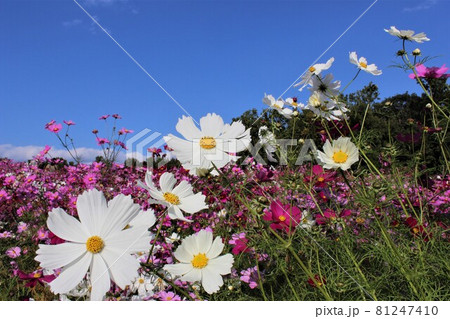 カラフルなコスモスの花主役は何色 81247410