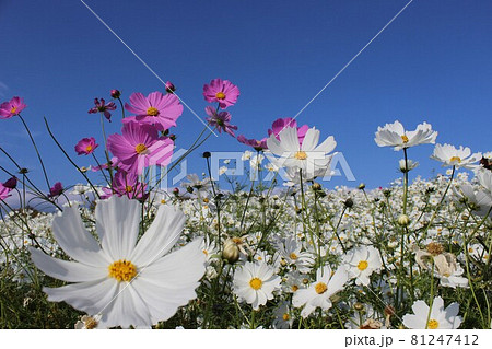 自然文化園花の丘に咲くカラフルな秋桜の花 自然文化園花の丘に咲くカラフルな秋桜の花 81247412