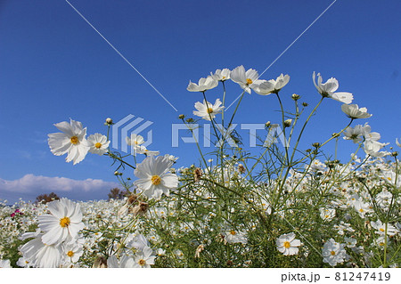 高速道路の近くなのに自然がいっぱい 高速道路の近くなのに自然がいっぱい 81247419