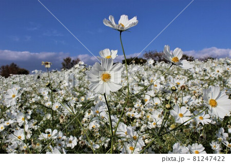 青空に白い秋桜の花のコラボレーション 青空に白い秋桜の花のコラボレーション 81247422