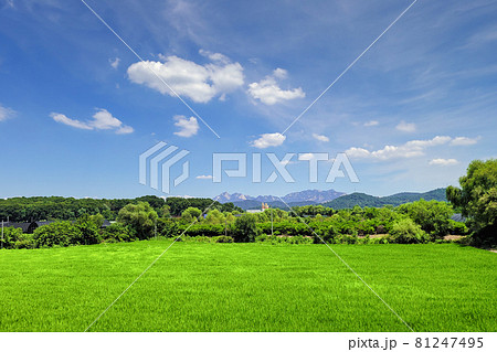 雲 空 木 81247495