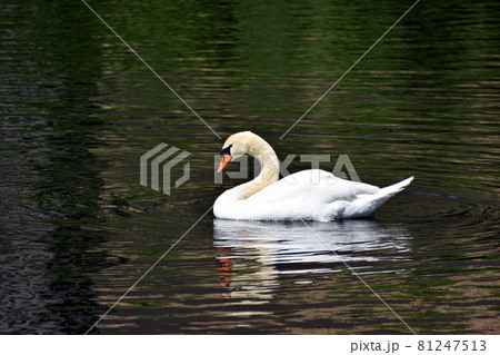 皇居のお堀の白鳥 81247513