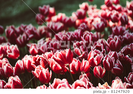 Red tulip flowers Red tulip flowers 81247920