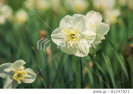 Beautiful white daffodil Beautiful white daffodil 81247921