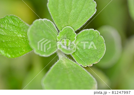 アロマティカス 81247997