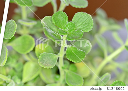 アロマティカス 81248002