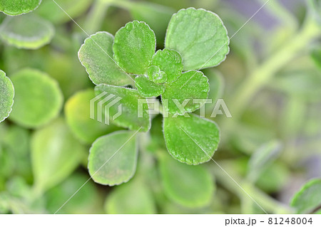 アロマティカス 81248004