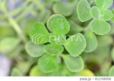 アロマティカス 81248006