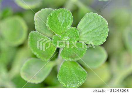 アロマティカス 81248008