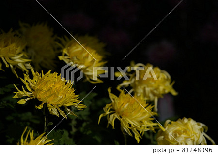 満開の菊花 江戸菊（薄黄色） 81248096