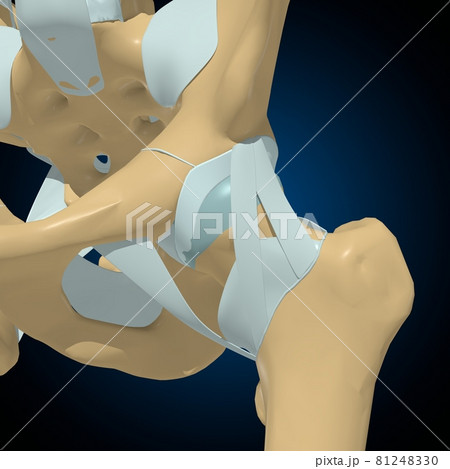 Human bones joints and ligaments Anatomy For Medical Concept 3D Human bones joints and ligaments Anatomy For Medical Concept 3D 81248330