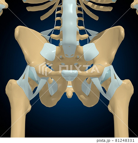 Human bones joints and ligaments Anatomy For Medical Concept 3D 81248331