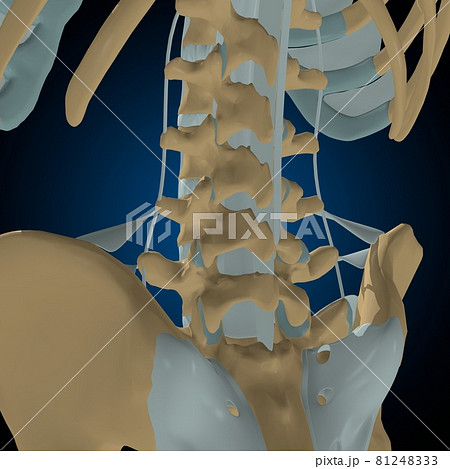 Human bones joints and ligaments Anatomy For Medical Concept 3D Human bones joints and ligaments Anatomy For Medical Concept 3D 81248333